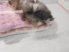 -momokira米努特·德文卷毛猫·棉花面纱犬