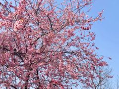 -武汉大学-樱园