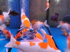 -东来菜馆•手抓海鲜家常菜•海鲜锅贴(鸽子窝店)
