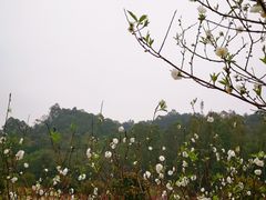 -南国桃园旅游度假区