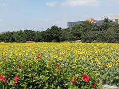 -光明小镇欢乐田园