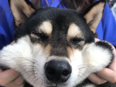 -柴犬高等学院·狗咖·柴犬售卖·宠物训练