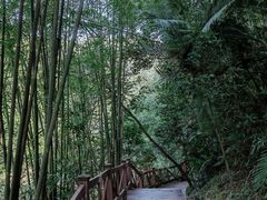 -鼎湖山风景区