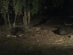 -清迈夜间动物园
