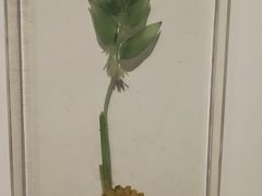 -重庆自然博物馆(新馆)