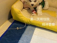 -福州肆爪动物医院