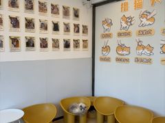 -有喵·猫咖·狗咖·30几只猫10只小狗(岗厦店)