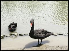 -西山漾湿地公园