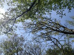 -上海佘山国家森林公园天马山园