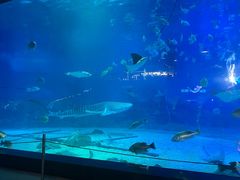 -烟台海昌鲸鲨海洋公园