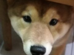 -柴务处·柴犬主题狗咖