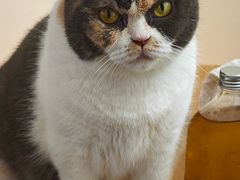 -有猫主题·治愈系猫咖(曾厝垵店)