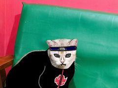 -猫色咖啡·猫咖