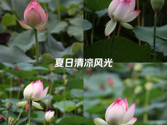 -成都市文化公园