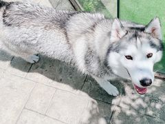 -汪说喵讲宠物乐园宠物酒店(红星美凯龙店)