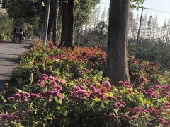 -上海长兴岛郊野公园