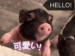 -浣熊柯尔鸭土拨鼠·电玩咖