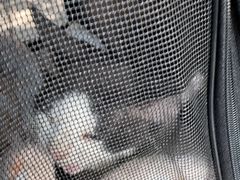 -佑安动物医院·全科·内窥镜中心(幸福巷店)