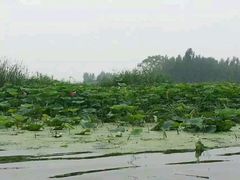 -白洋淀景区