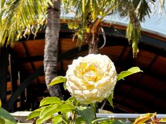 -亚龙湾国际玫瑰谷