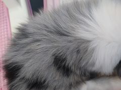-萌兽医馆·眼科·异宠专科(三里屯店)