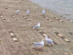 -日照世帆赛基地