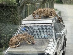 -上海野生动物园