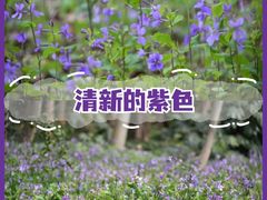 -花开海上生态园