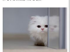 -瑞鹏宠物医院犬猫全科(真大分院)