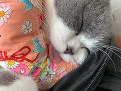 -伟伟宠物医院·瑞派猫友好医院·猫科(光谷店)
