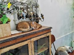 -共舞时光猫咖·狗咖(新街口店)