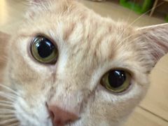-是阿柴呀！柴犬咖啡·爱喵喵猫咖
