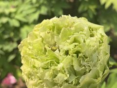 -洛阳市隋唐城遗址植物园