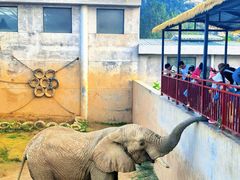 -西霞口神雕山野生动物世界