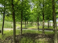 -春花秋色城市公园