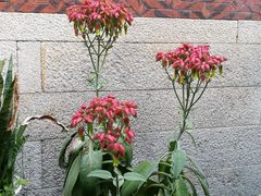 -蔡氏古民居建筑群