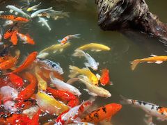 -正佳雨林生态植物园