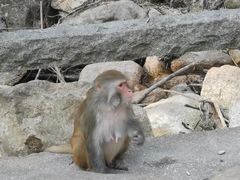 -姑婆山旅游区