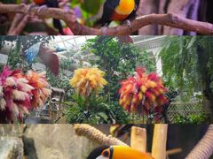 -正佳雨林生态植物园