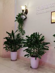 -碧莲盛·不剃发植发