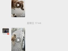 -波姐宠物家庭寄养
