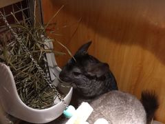 -more than meow吴止猫主题餐厅(承德 中船汇店)