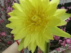 -悦城龙母祖庙