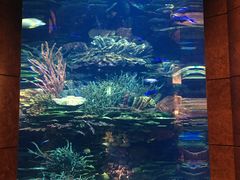 -迪拜帆船酒店海底餐厅