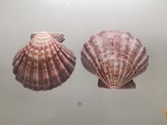 -青岛贝壳博物馆