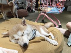 -逗柴咖啡屋·狗咖猫咖宠物桌游