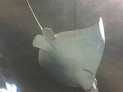 -北戴河圣蓝海洋公园