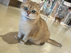 -藏猫猫咖啡主题馆(中央大道店)