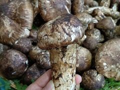 -三锅莊·牦牛肉火锅·香格里拉特色藏餐宴请餐厅(昆明创始店)
