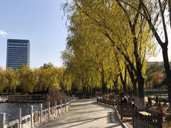 -莲花池公园